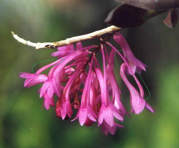 dendrobium hasseltii.jpg