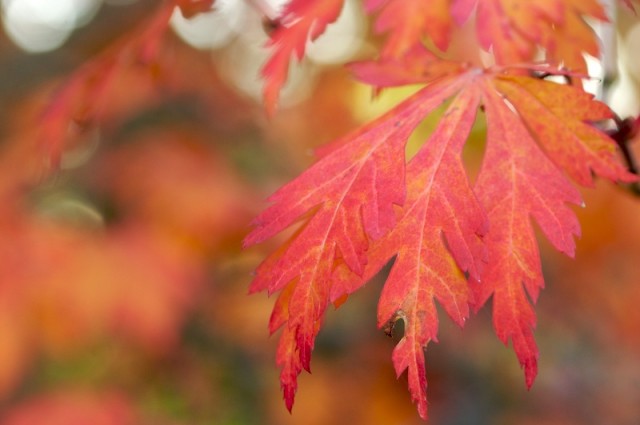 Acer japonicum.jpg