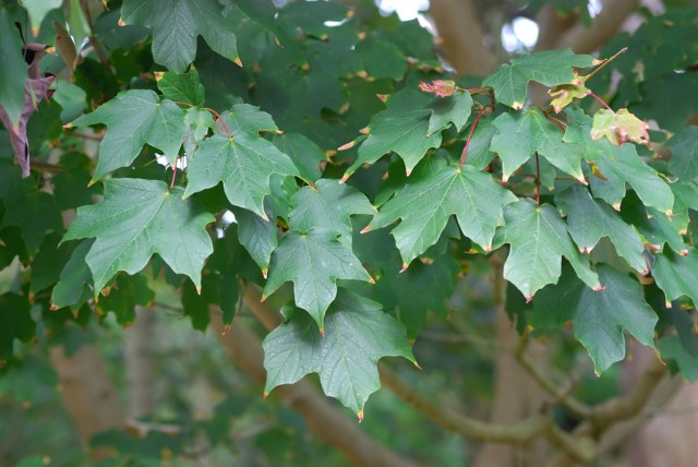 Acer skutchii.jpg