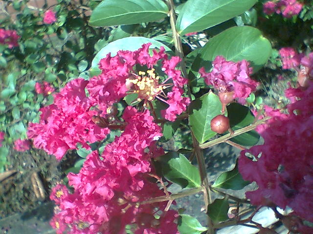 紫薇Lagerstroemia