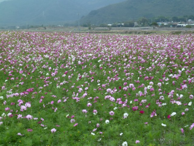 關山的花海