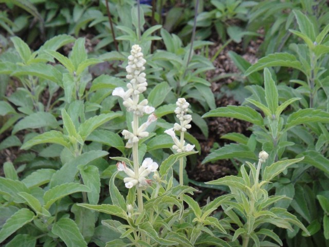 白花鼠尾草