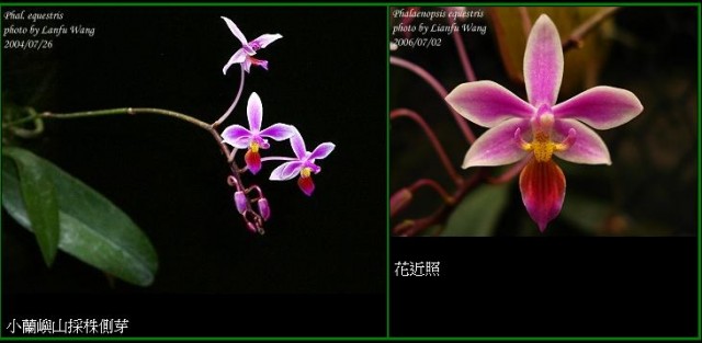 Phal equestris.jpg