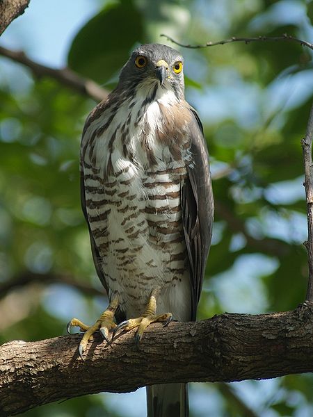 鳳頭蒼鷹