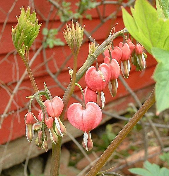 577px-Dicentra_in_spring_03.jpg