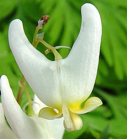 Dicentra%20culcularia.jpg