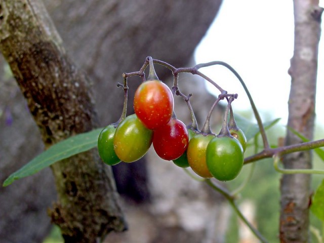 800px-XN_Solanum_dulcamara_01.jpg