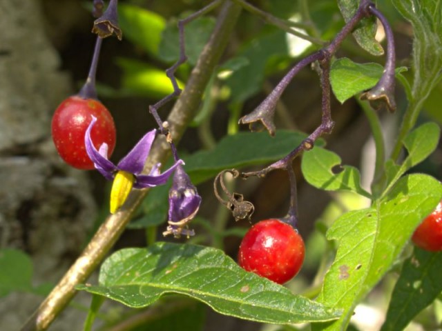 800px-XN_Solanum_dulcamara_00.jpg