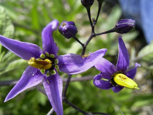 800px-SolanumDulcamara-flower-sm.jpg