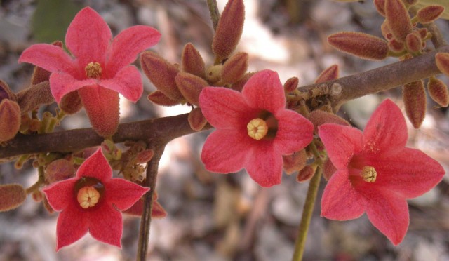 Brachychiton_bidwillii_flowers.jpg