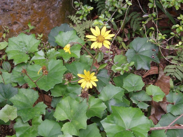 臺灣山菊<br />地點植物園