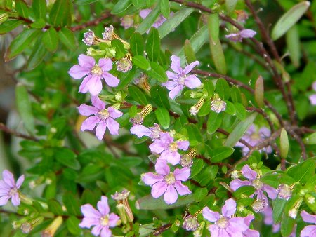 cuphea hyssopifolia.jpg