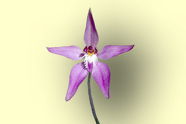 caladenia%20latifolia3.jpg