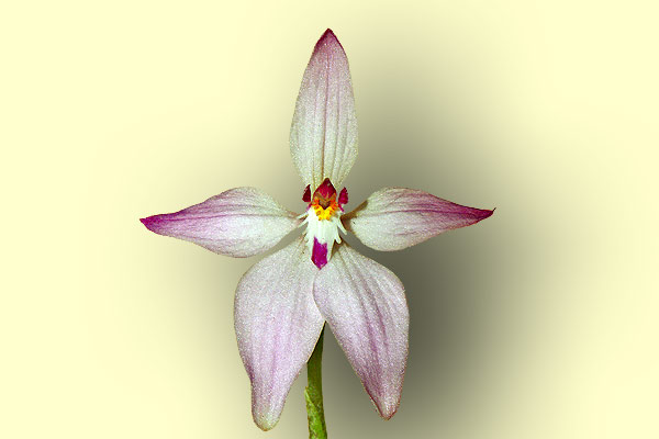 caladenia%20latifolia2.jpg