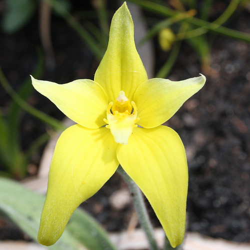 caladenia flava2.jpg