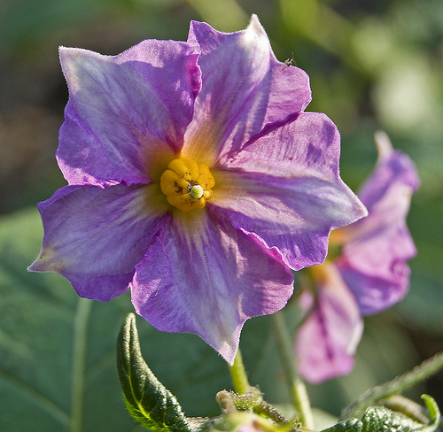 potato flowers.jpg