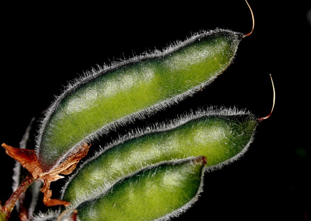 lupinus polyphyllus.jpg
