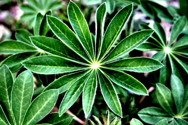 lupin leaf.jpg
