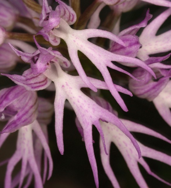 Naked man  orchid