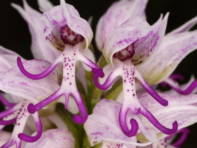 orchis simia subsp.simia.jpg