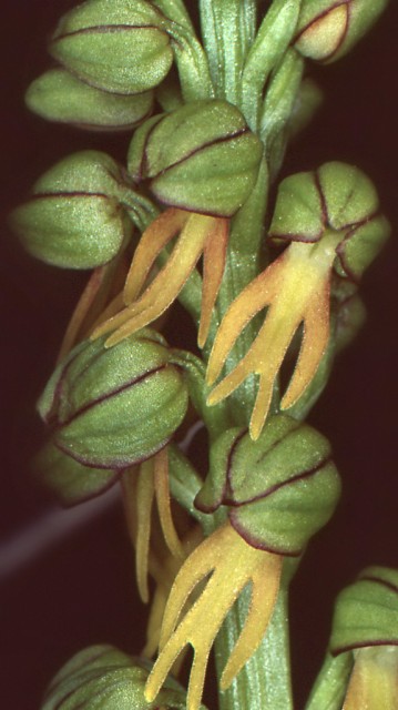 Aceras anthropophorum.jpg