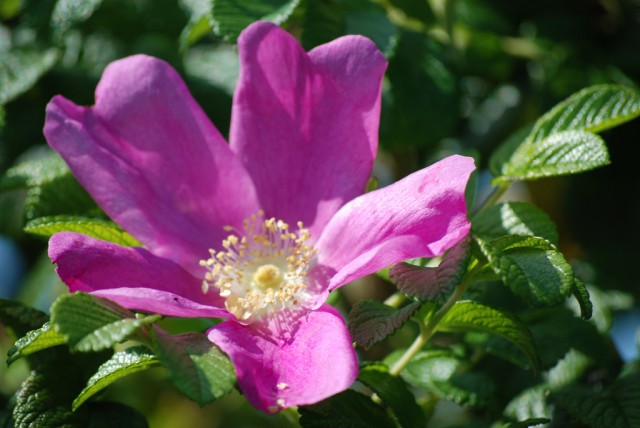 rosehip blossom.jpg