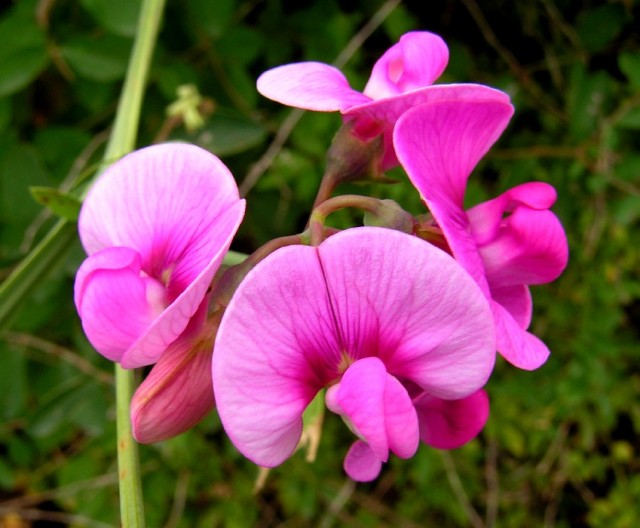 sweet pea pink.jpg