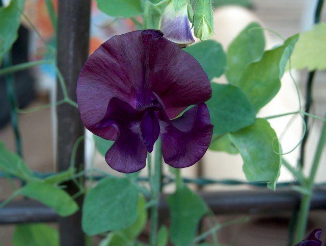 Lathyrus_odoratus_Tuoksuherne.jpg