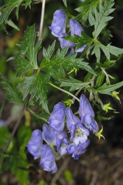 A.fukutomei var.formosanum Leaf and blossom.jpg