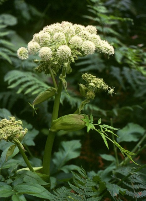 wild angelica