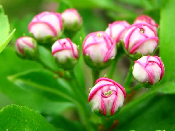 hawthorn pink.jpg