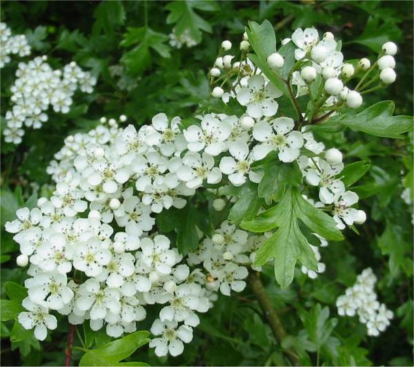 hawthorn flower.jpg