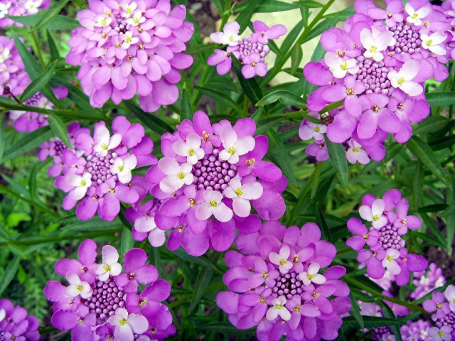 candytuft.jpg