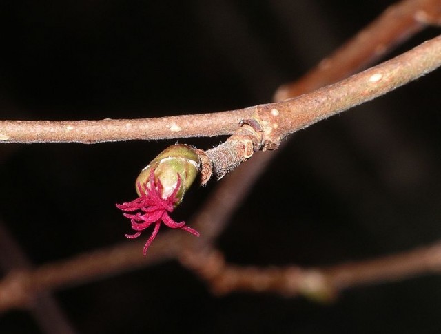 Hazel_Flower_Female.jpg