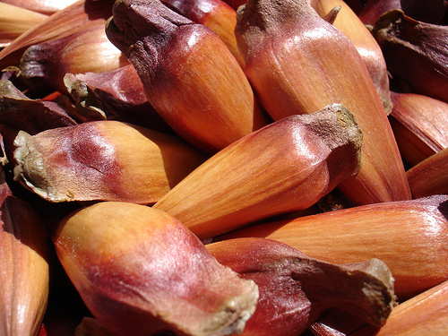 shell pine nut.jpg