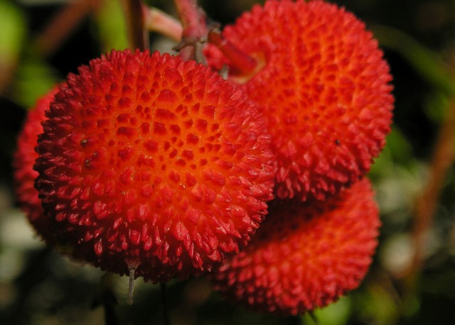 strawberry tree fruits.jpg