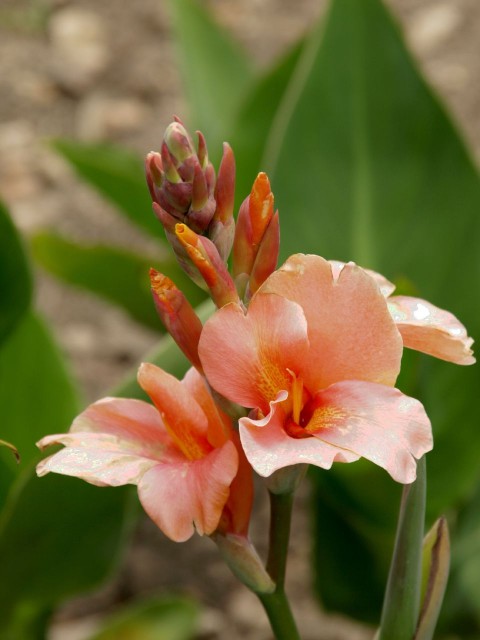 canna3.jpg