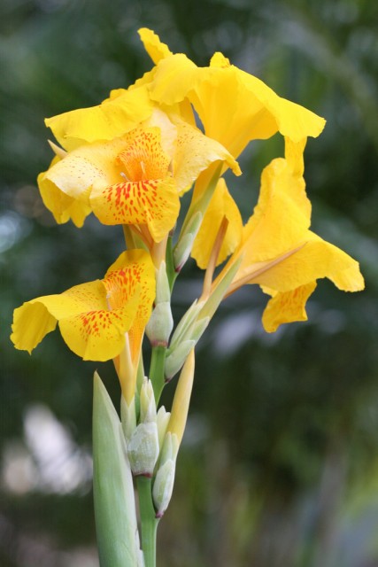 canna8.jpg