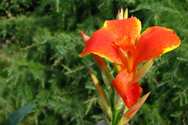 canna Madeira.jpg