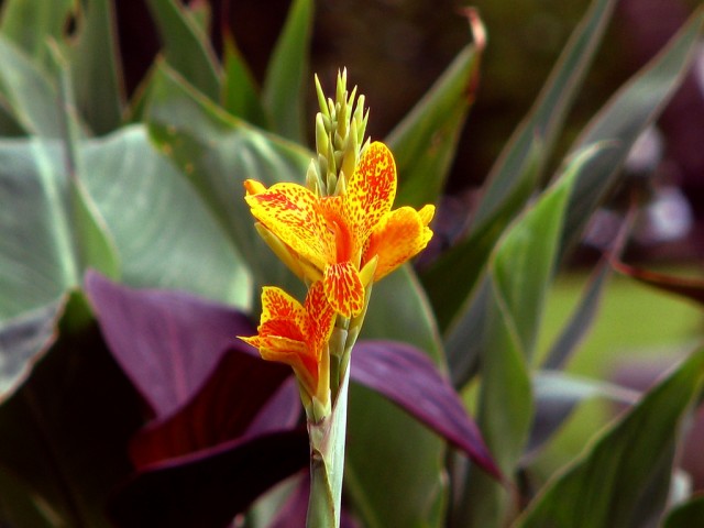 canna Tenerife.jpg