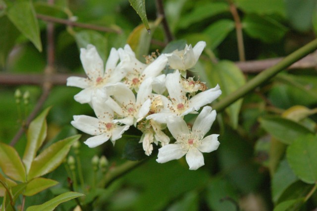 rosa banksiae normalis.jpg