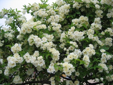 Rosa banksiae f. alboplena Rehder2.jpg