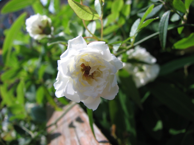 Rosa banksiae f. alboplena Rehder.jpg