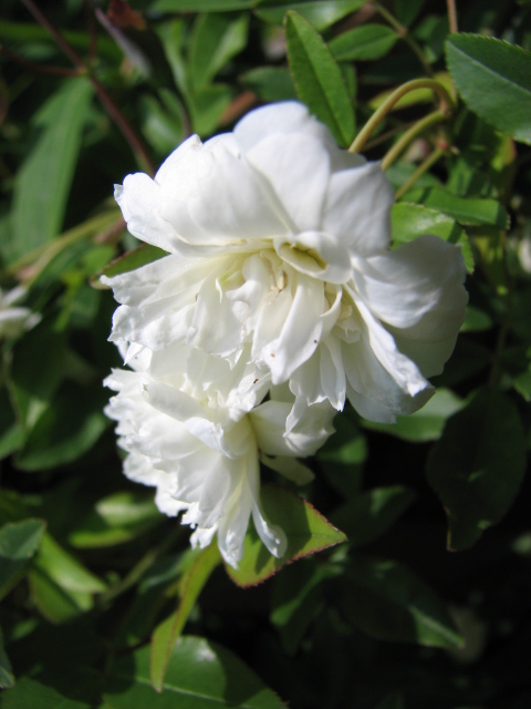 Rosa banksiae Aiton 'Alba'.jpg