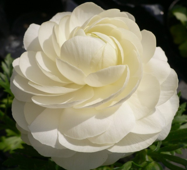 Ranunculus WHITE.jpg