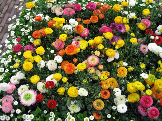 Ranunculus and Bellis perennis (English daisy) at the Keukenhof gardens.jpg