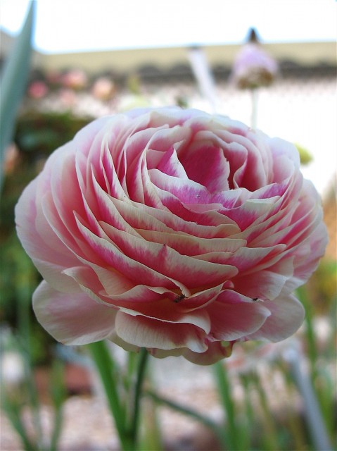 Ranunculus1.jpg