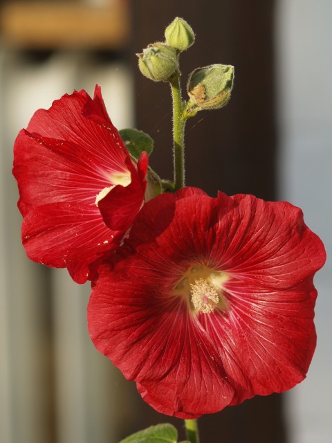 COMMON HOLLYHOCK.jpg