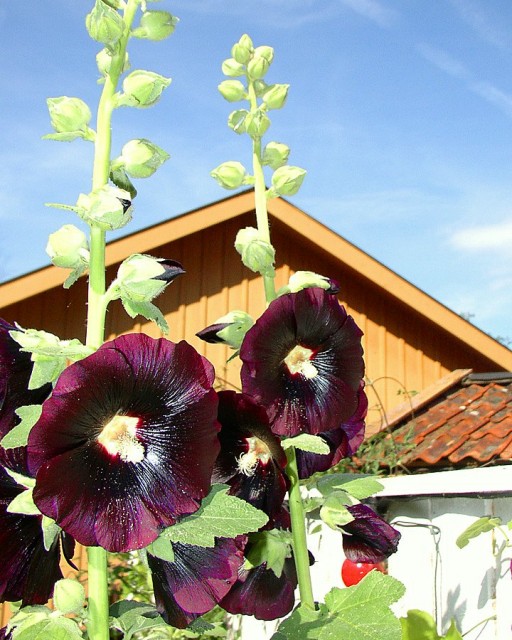 hollyhock DARKRED.jpg