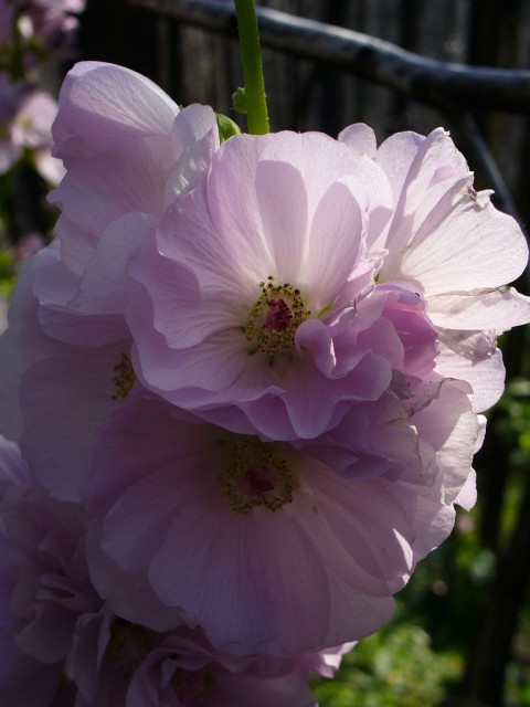 Hollyhock purple.jpg